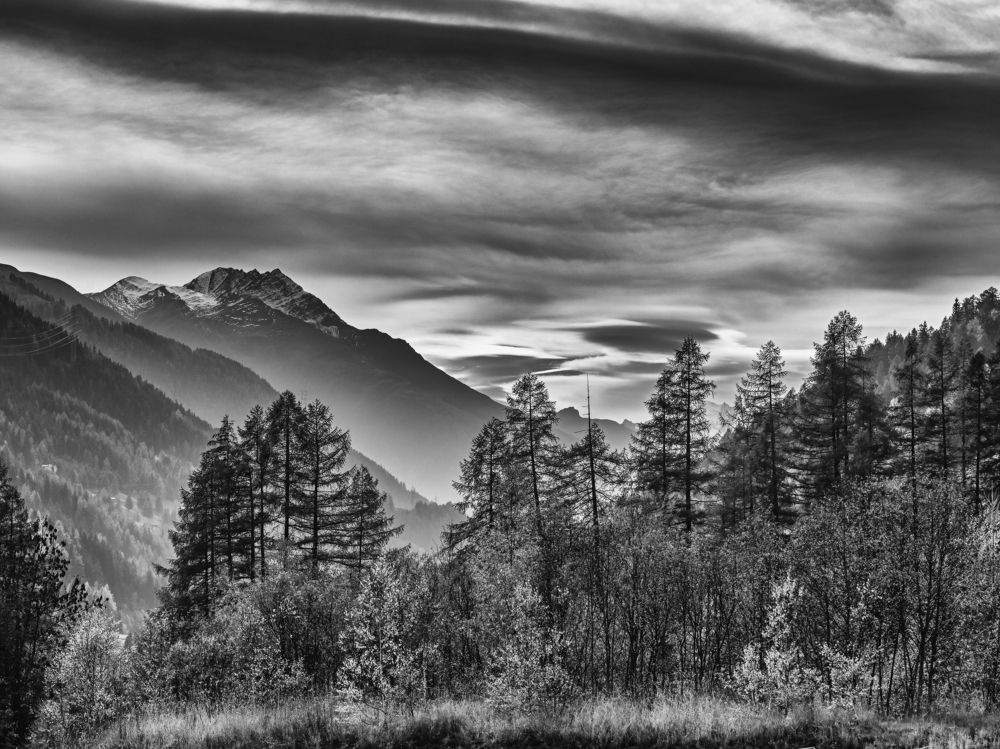 Autumn in black and white