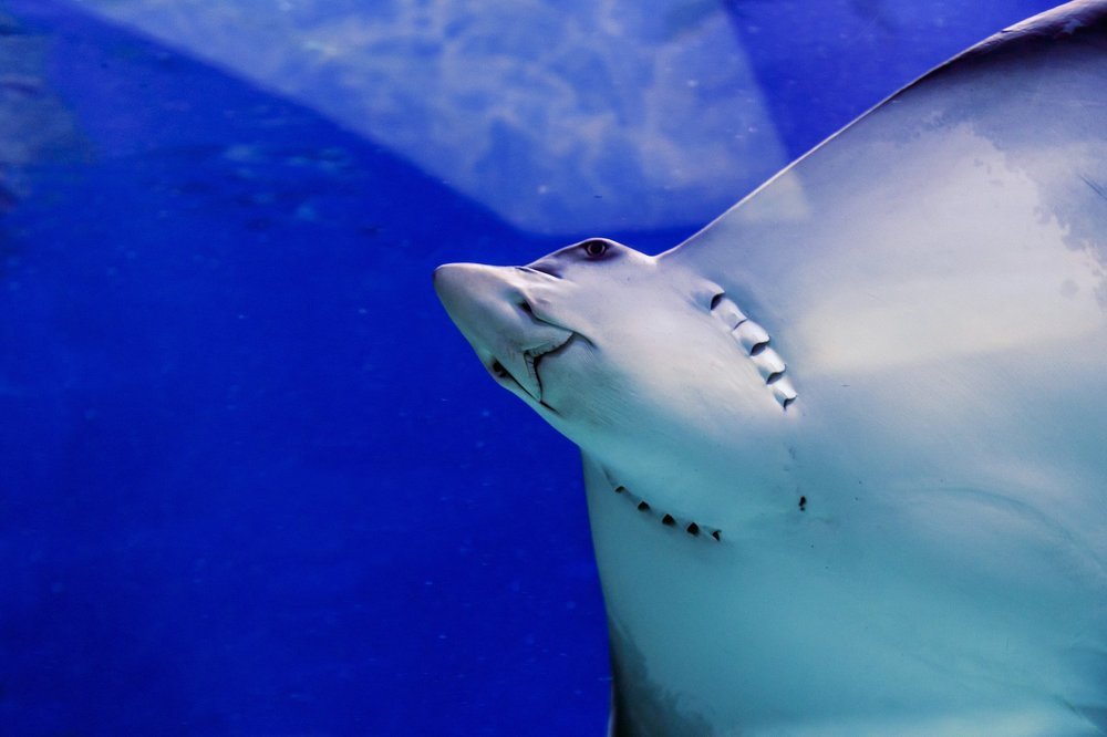 Водный житель