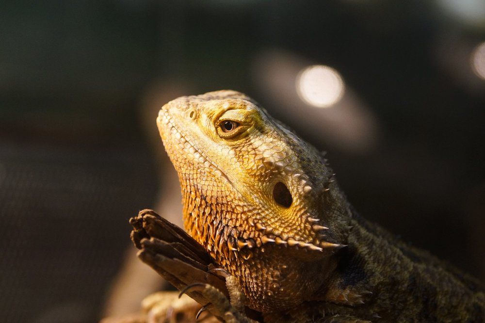 Бородатая агама