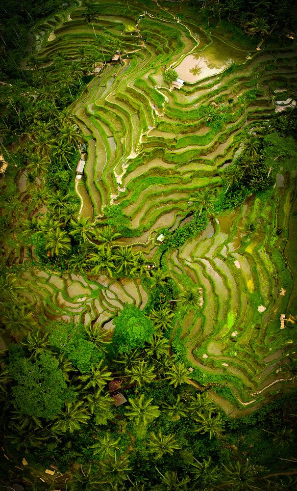Ubud rice fields