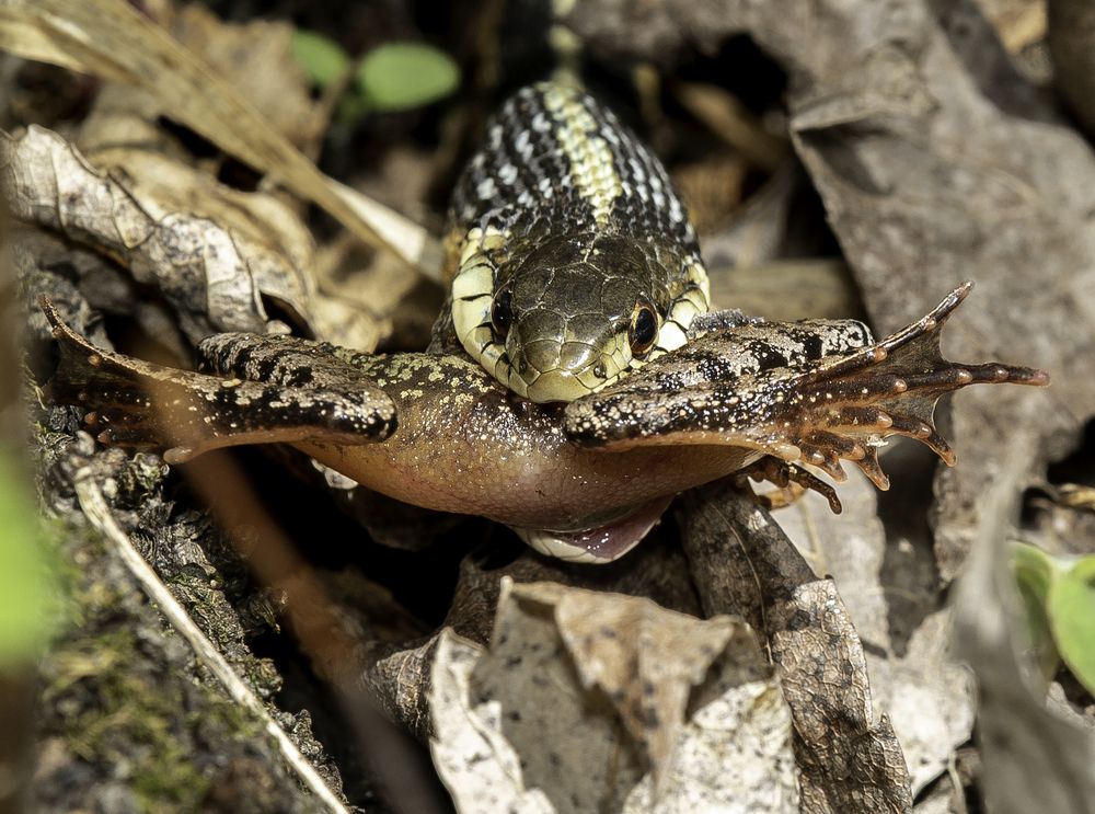 Grass-snake and the frog
