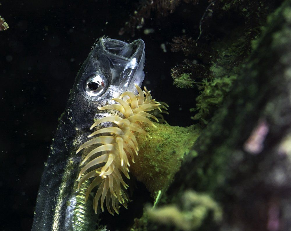 Capelin and anemone