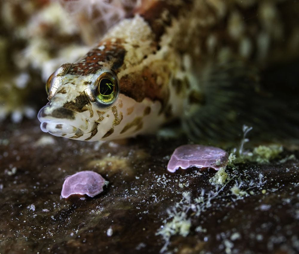 stichtaeus punctatus