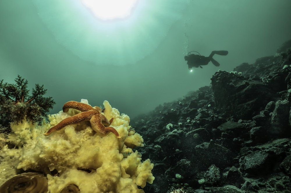 Diver in the St-Lawrence river