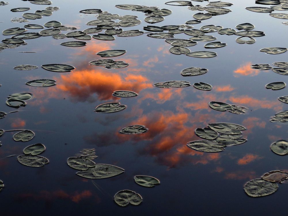 Небо в кувшинках