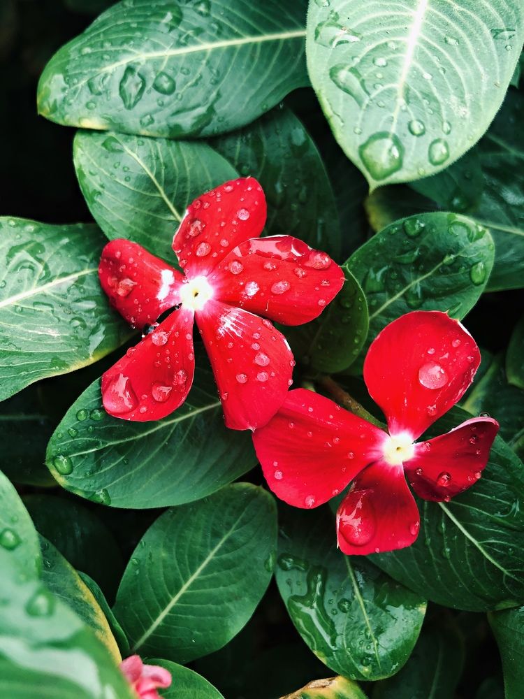 red flowers and green leaves