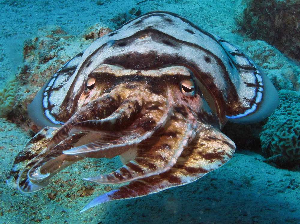 Большая каракатица