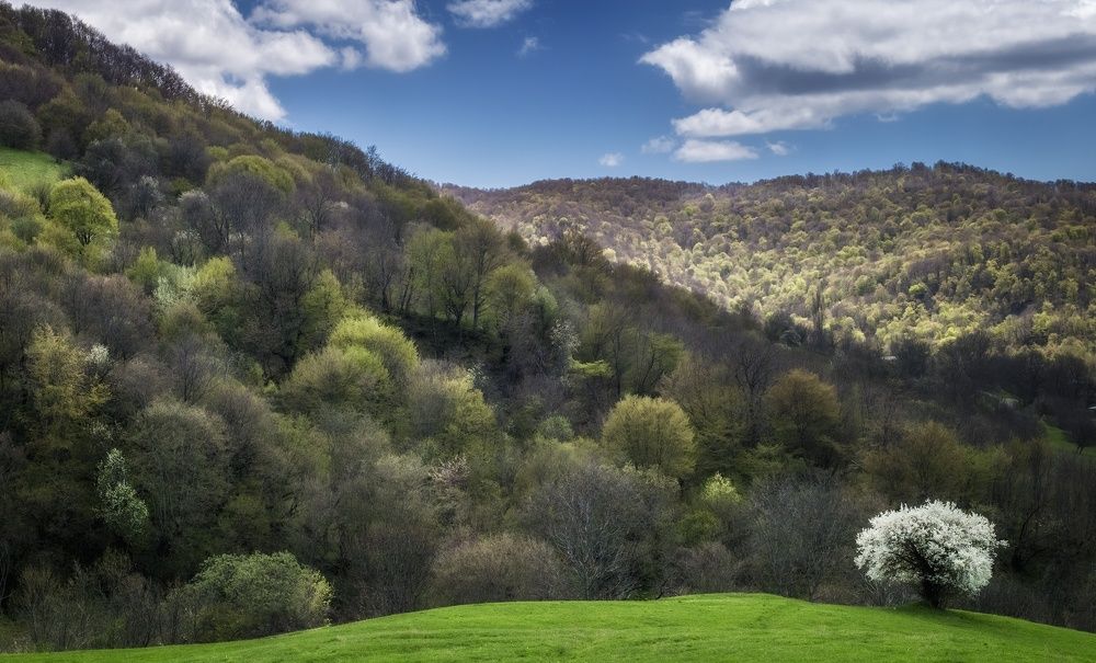 Пора цветения