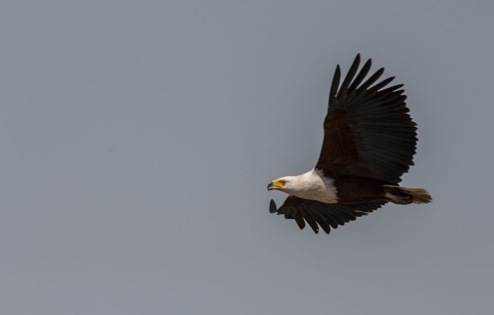Flight of the fish Eagle
