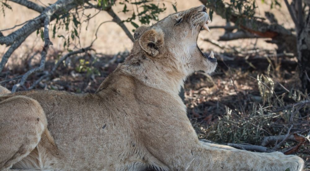 Lion yawn