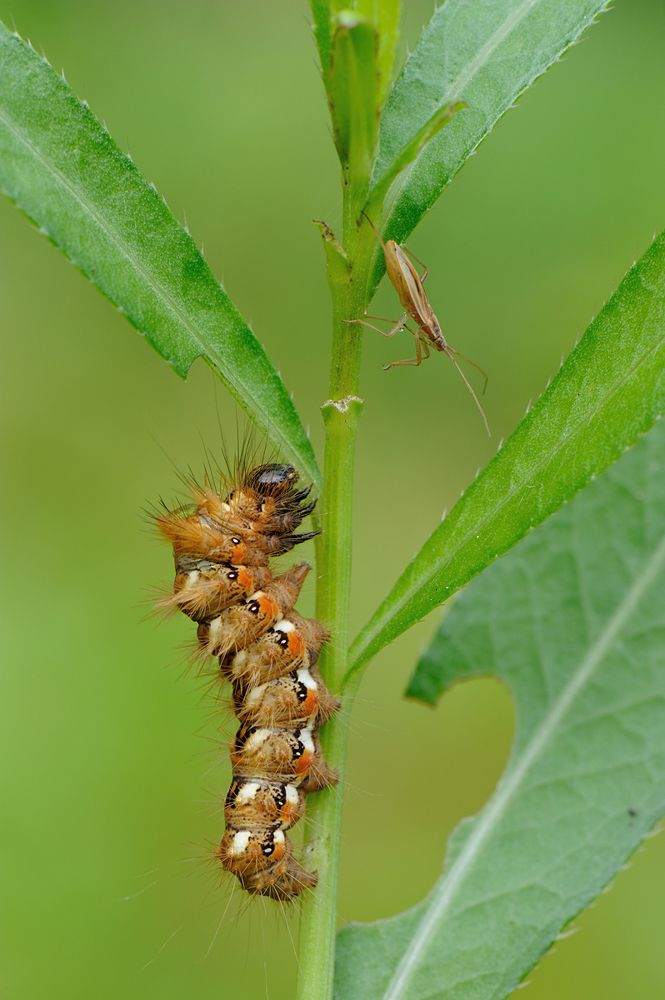 Боже, она сьест весь мой дом.