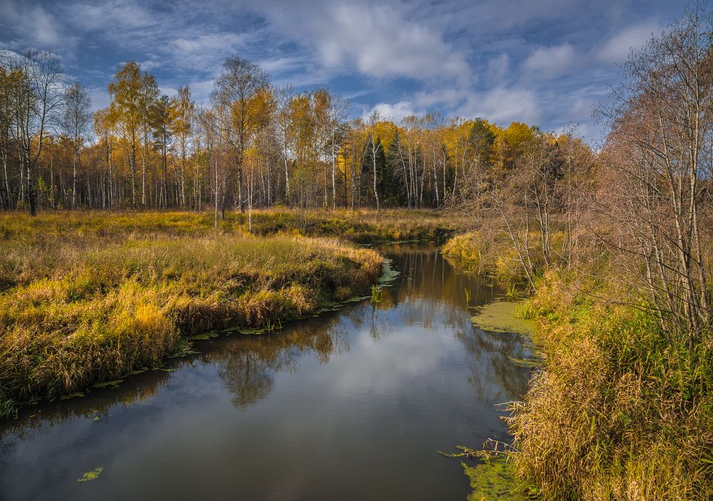 Лесная речка
