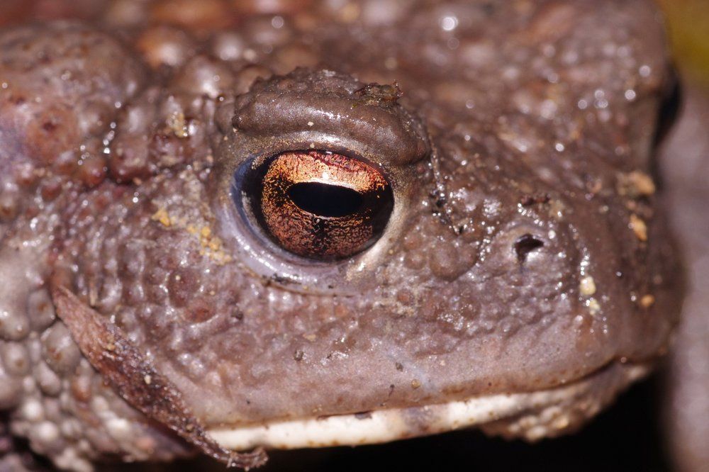 Common Toad