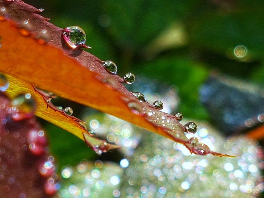 Dew drops