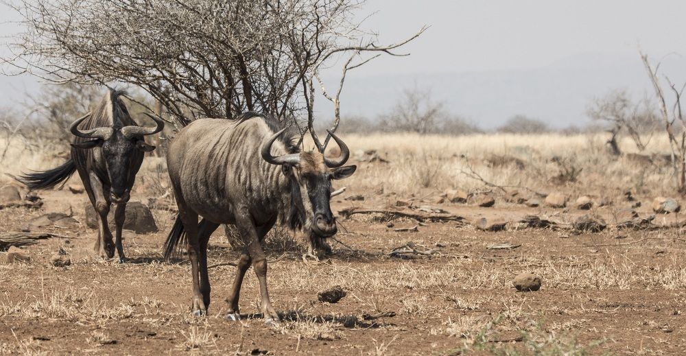 Wildebeest