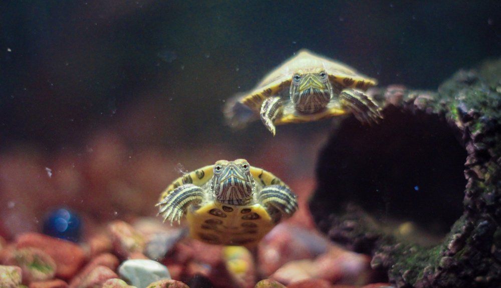 Photograph by Ефимова Анна