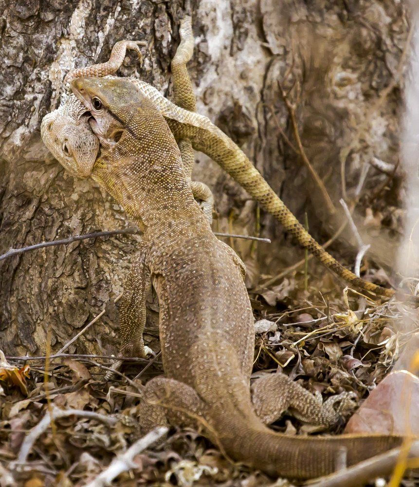 Survival of the fittest...