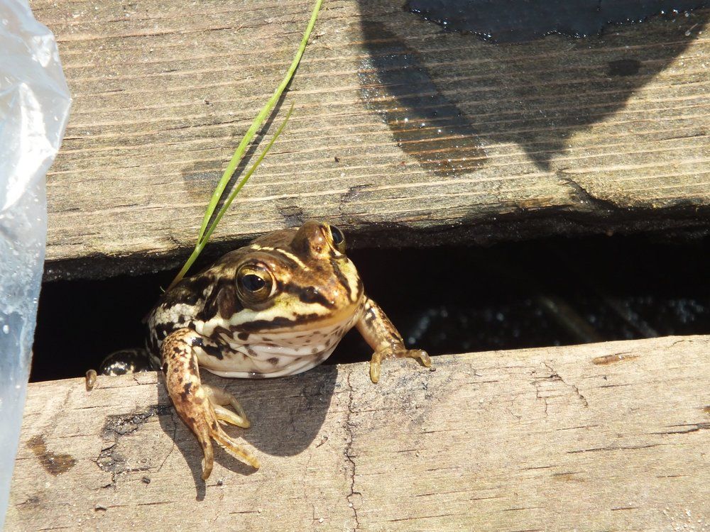 Разрешите обратиться?