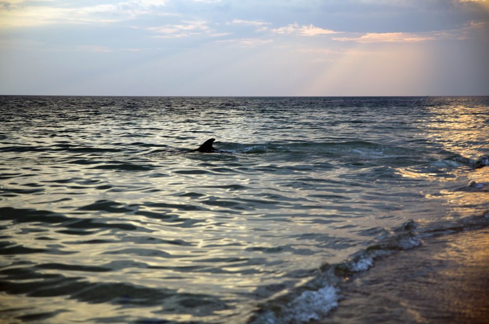 дельфин у берега