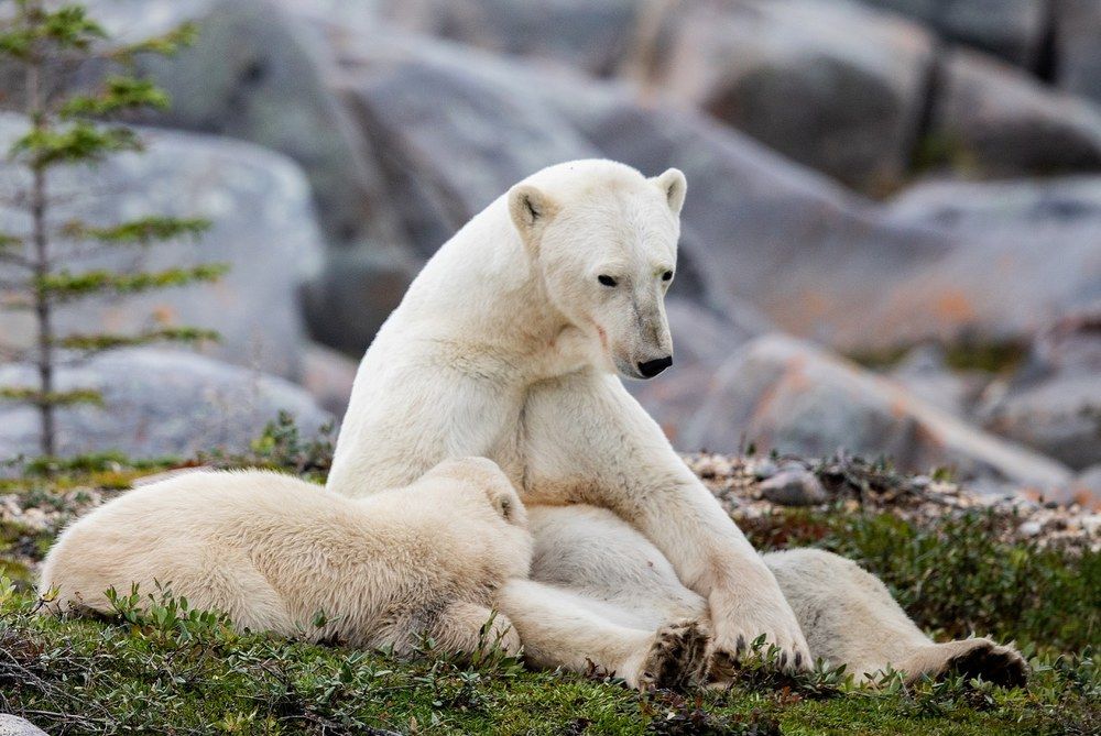 Polarbear and cub in Churchill Canada