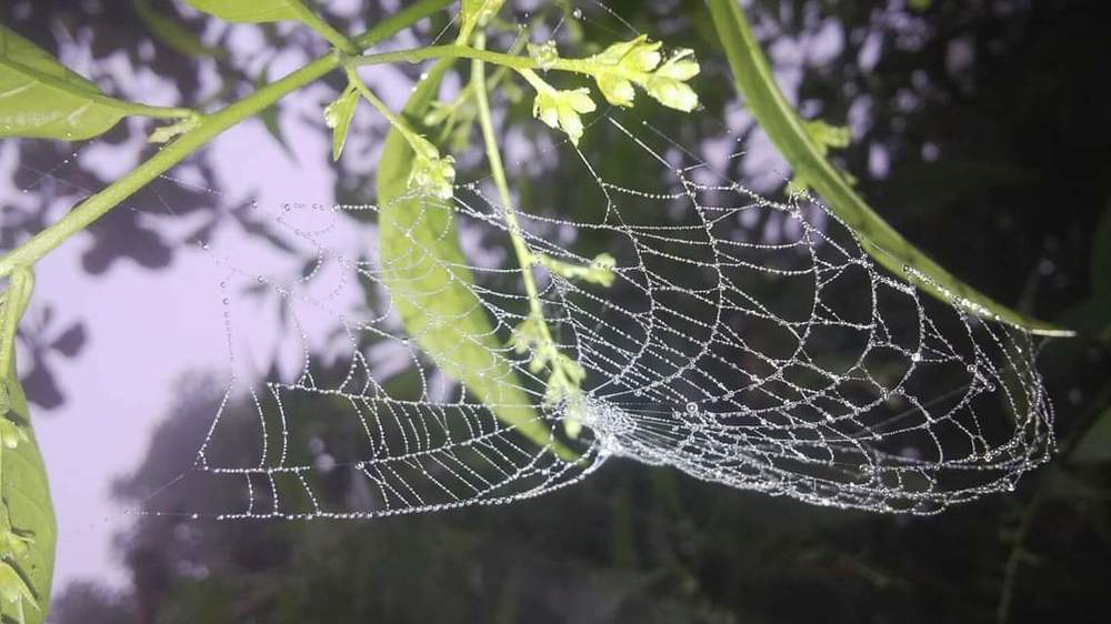 Nature's Love against Nature!