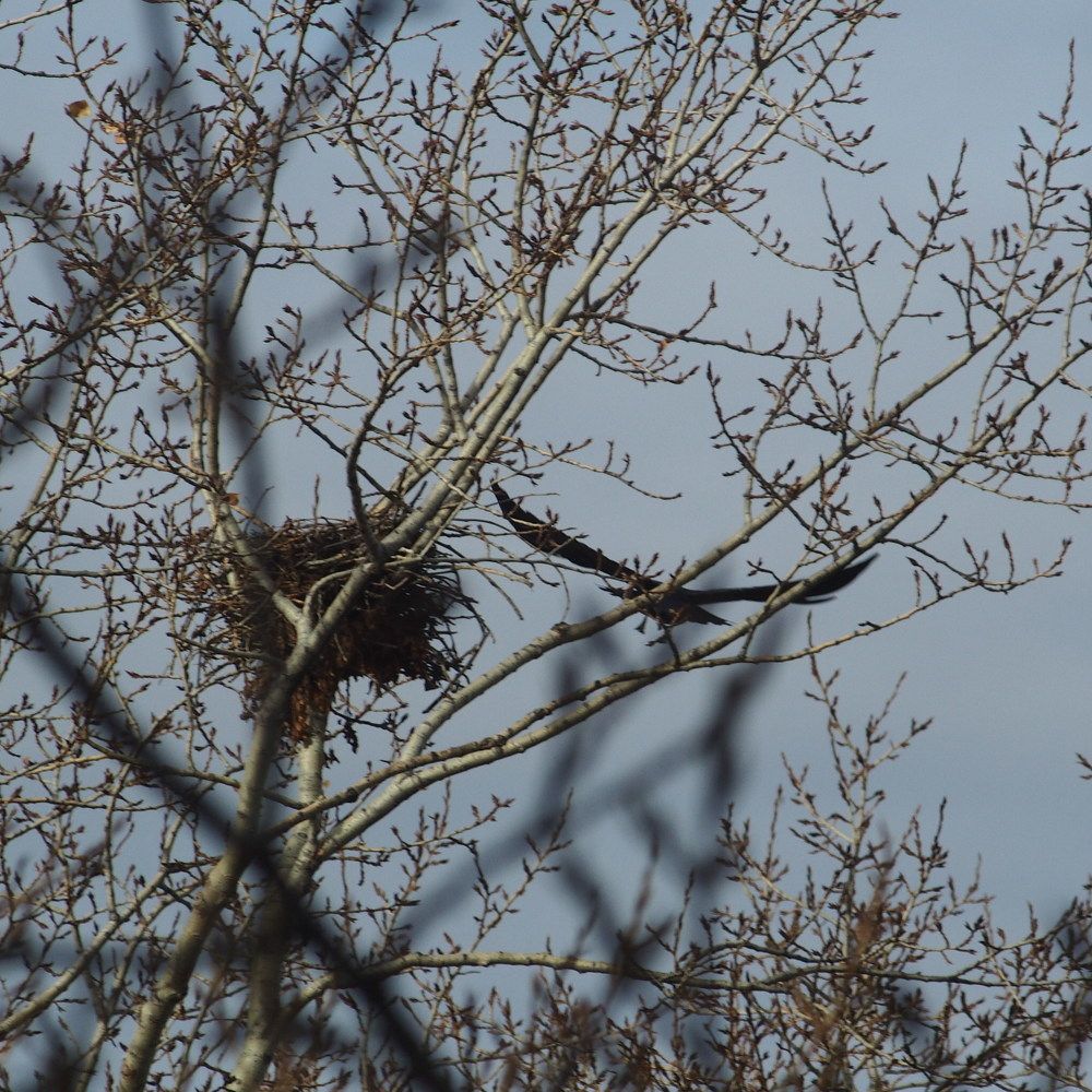 Покидая насиженное