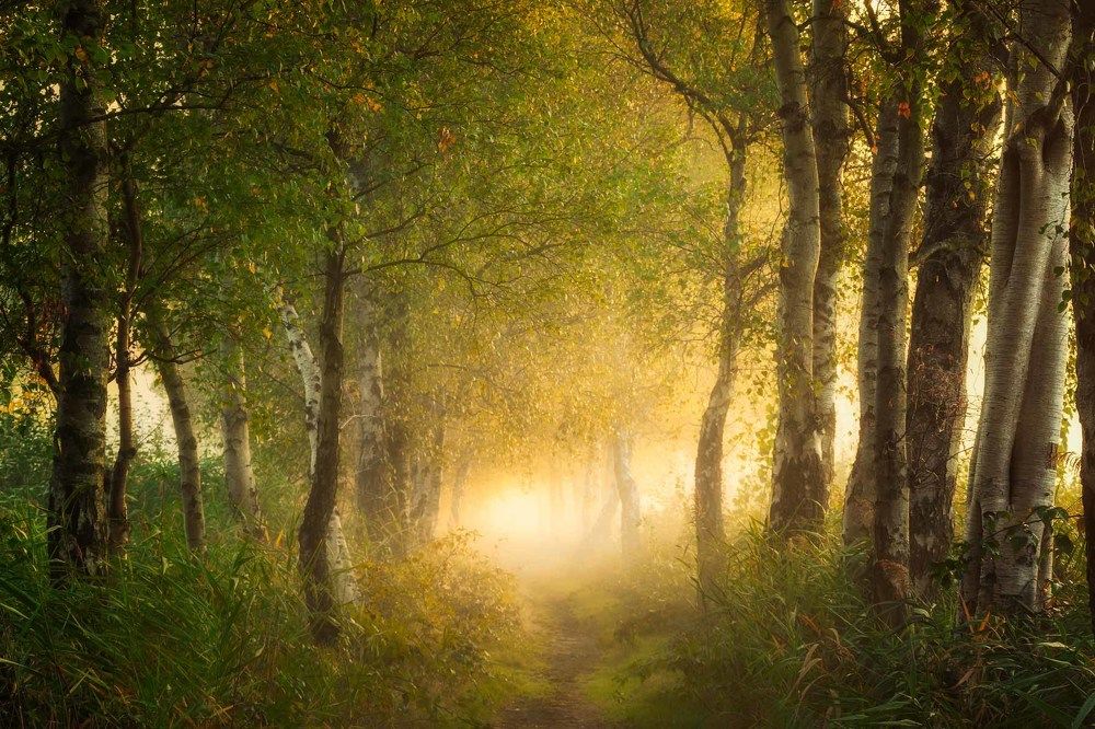 Light at the end of the forest