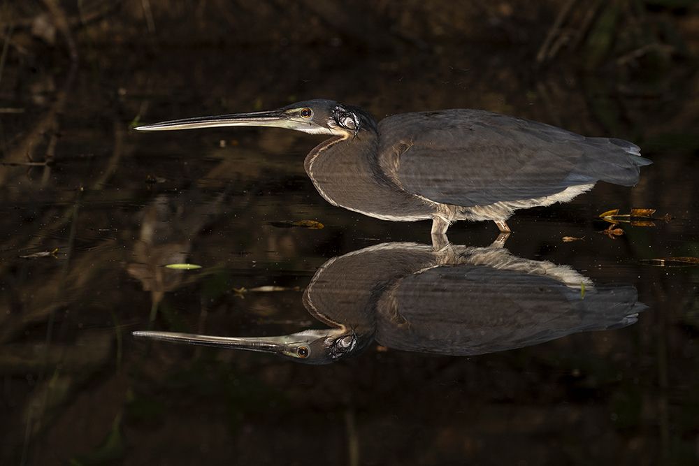 Agami heron fishing