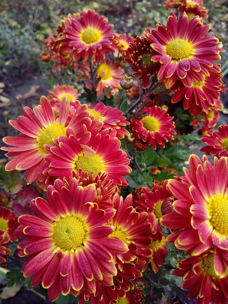 Хризантемы в ноябре