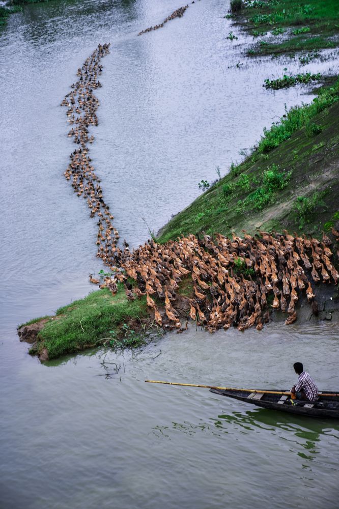 Ducks and the keeper