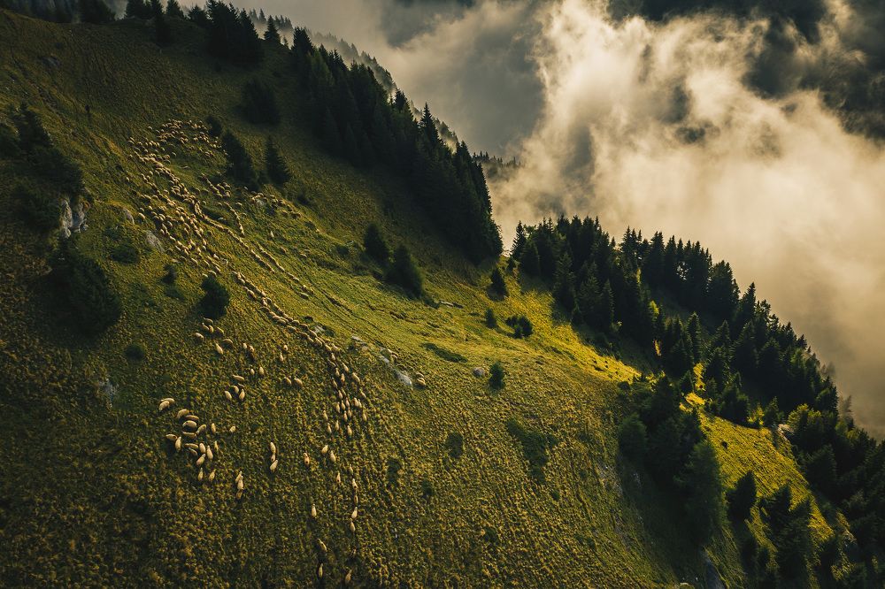 Transhumance