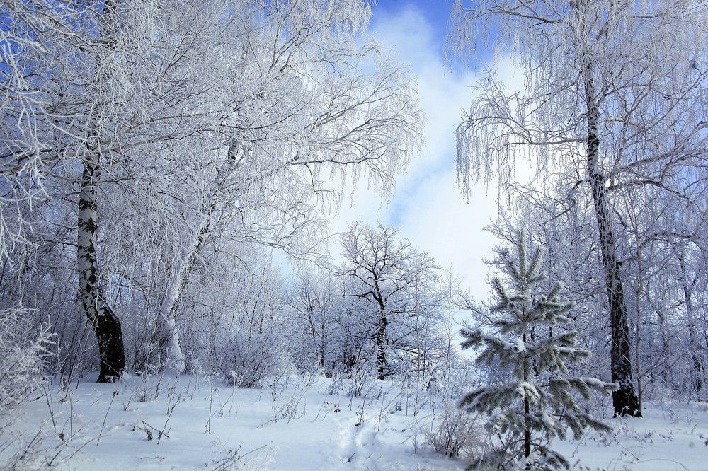 Зимний этюд