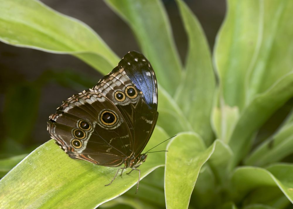 OWL BUTTERFLY