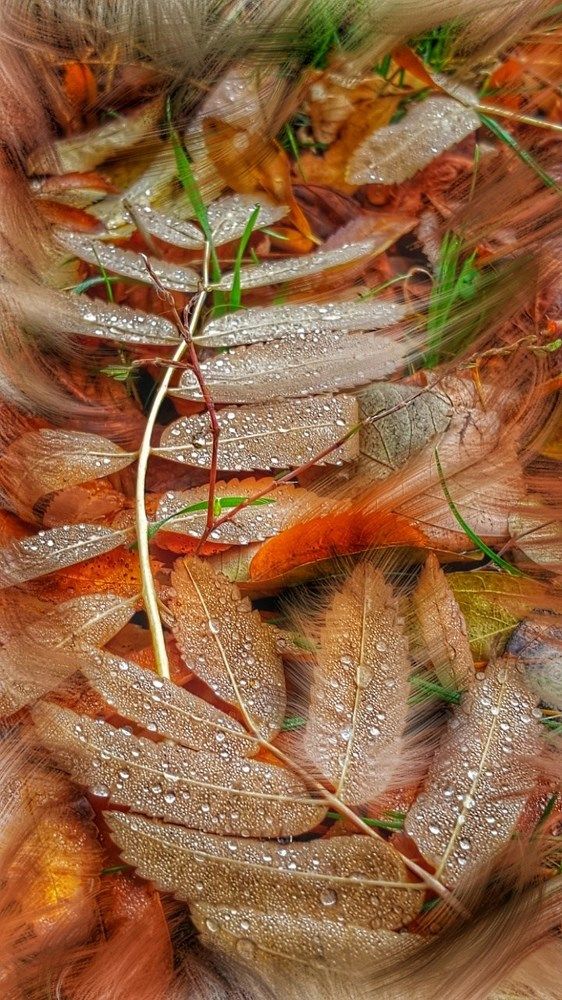 Художник Осень . . .