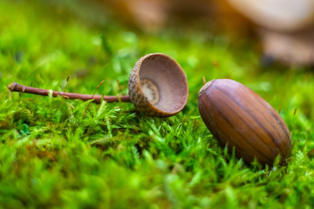 Желудь и шляпка.