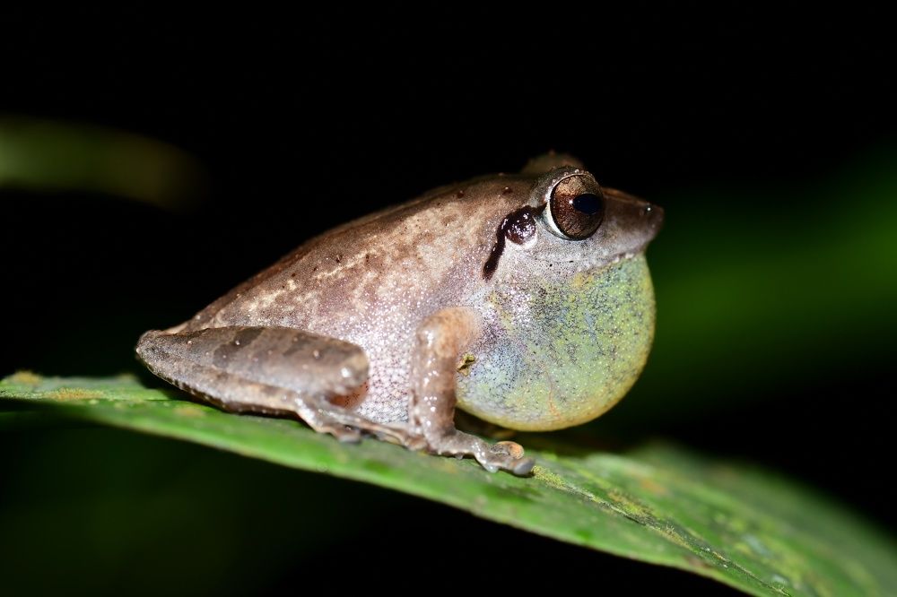 Bush Frog