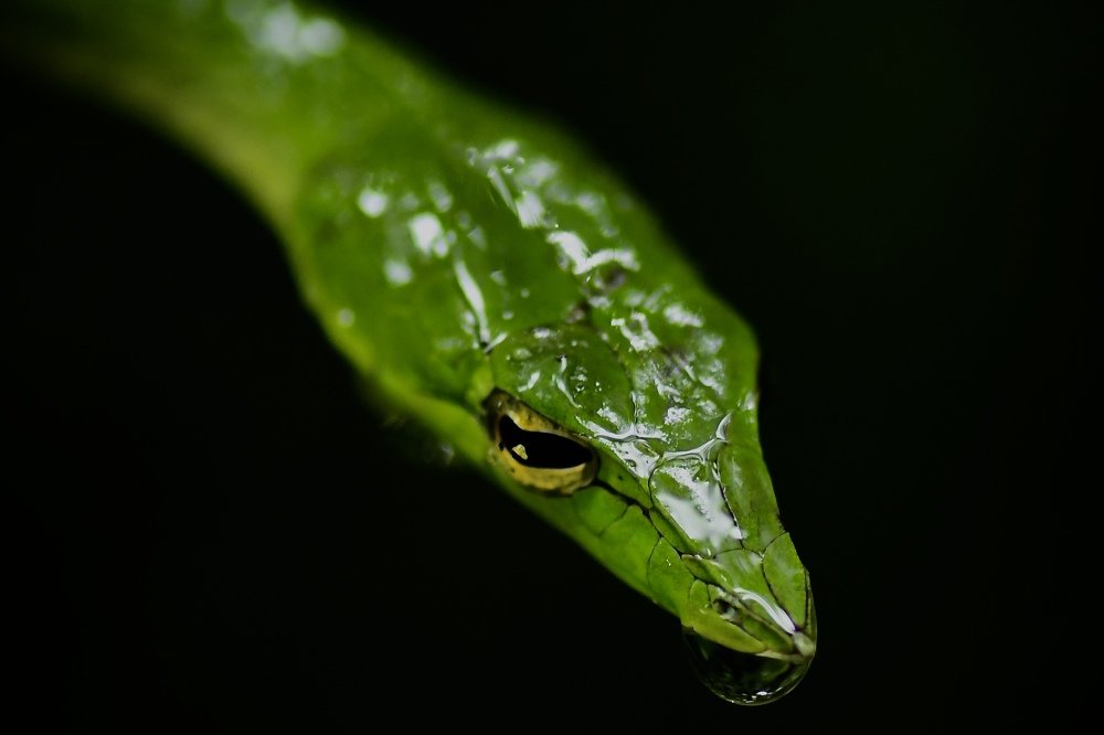 Green vine snake