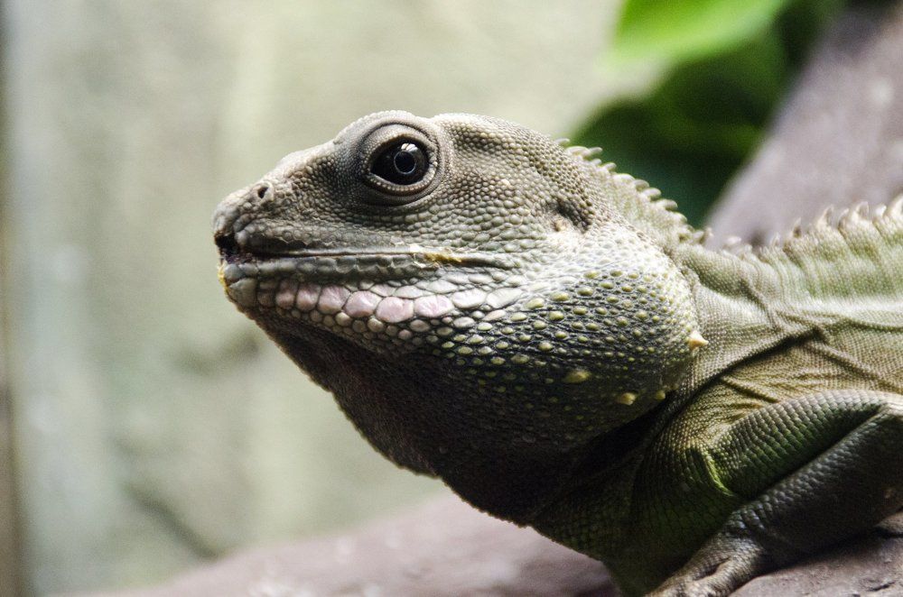 Наблюдатель