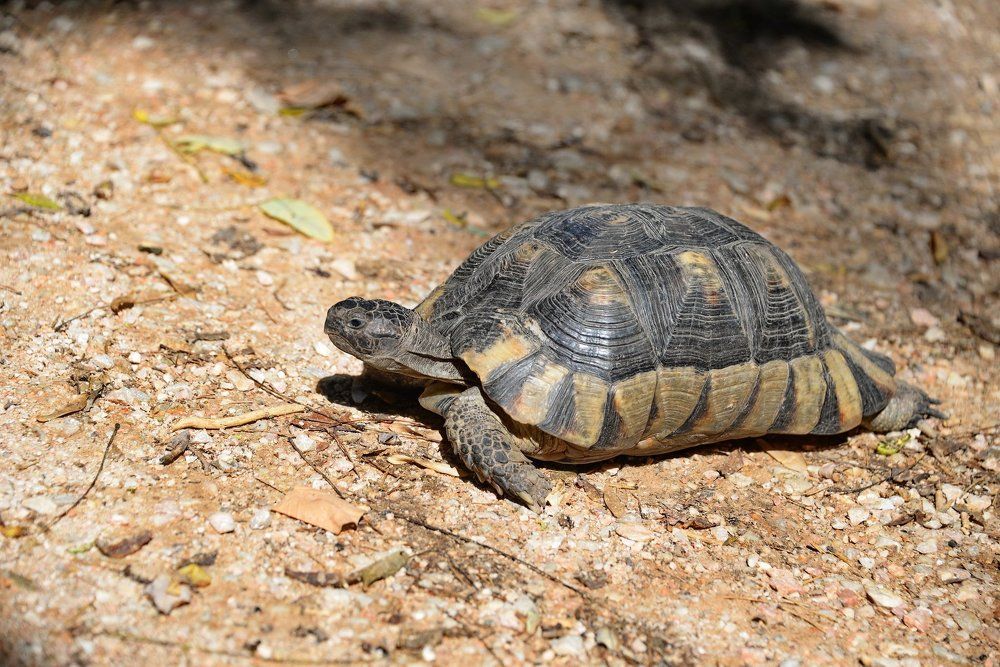 Встреча в парке