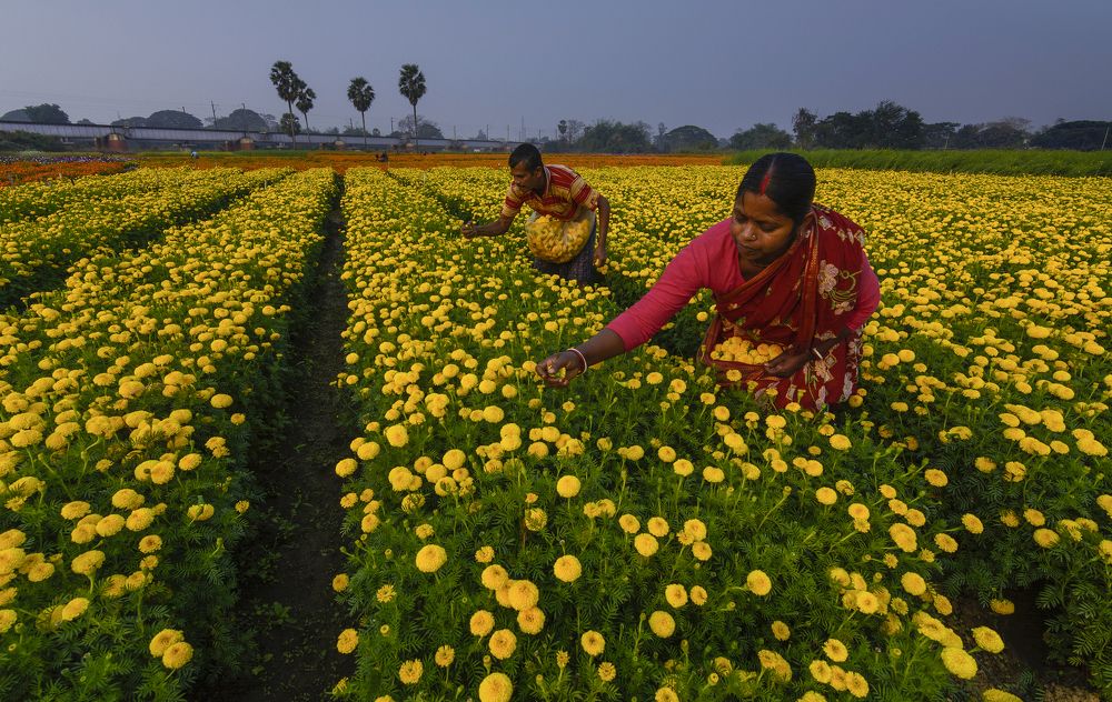 WORKING INTO THE YELLOW