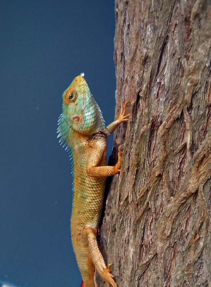Naturaleza