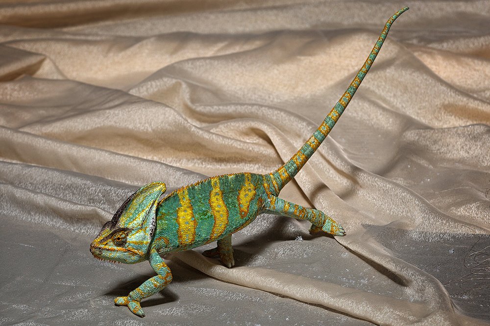 хамилион в неволе