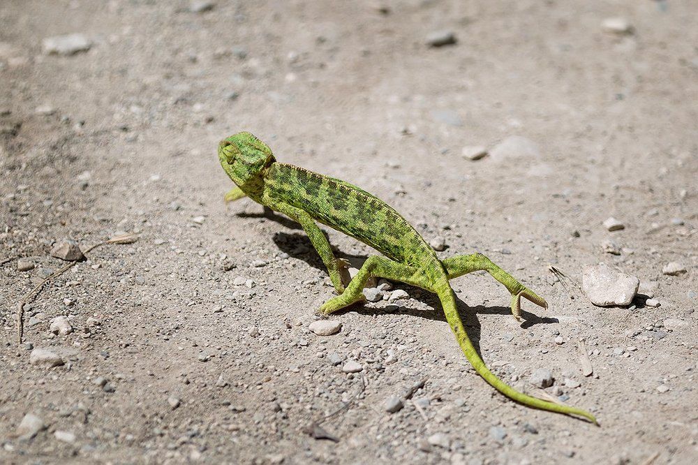 хамелион на Кипре