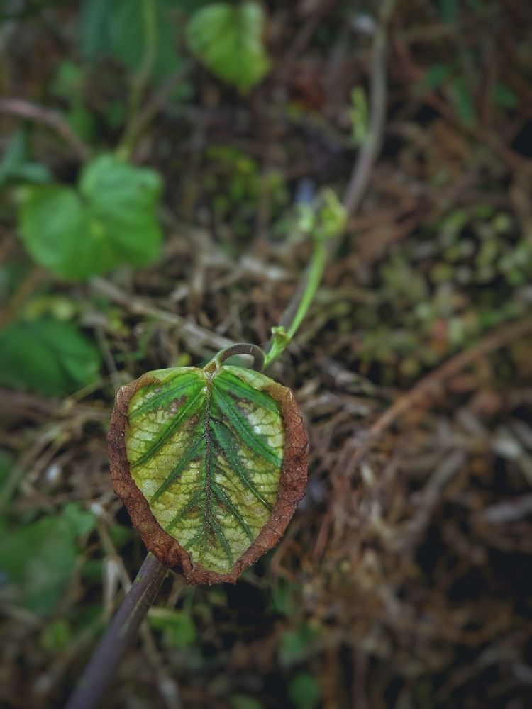 Naturaleza