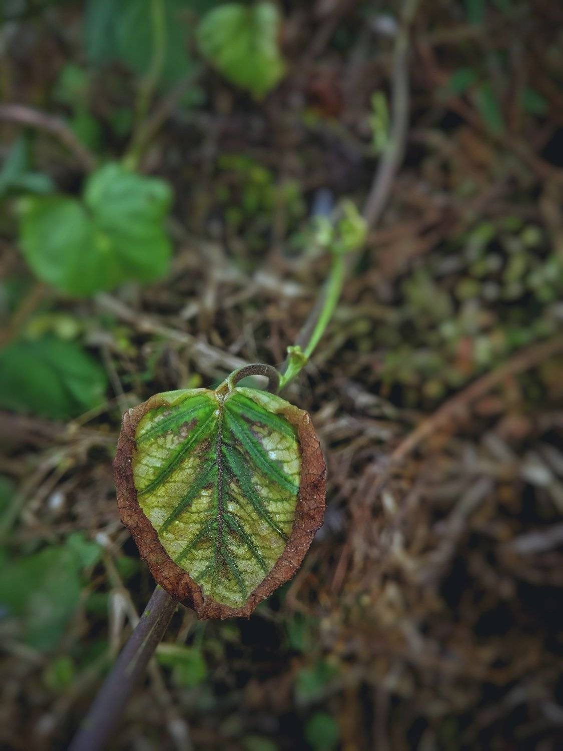 Naturaleza