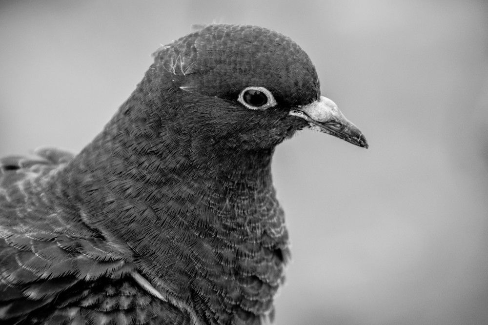 Pigeon portrait
