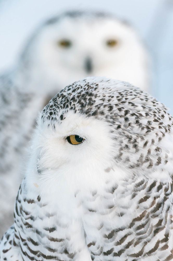 зимняя пара