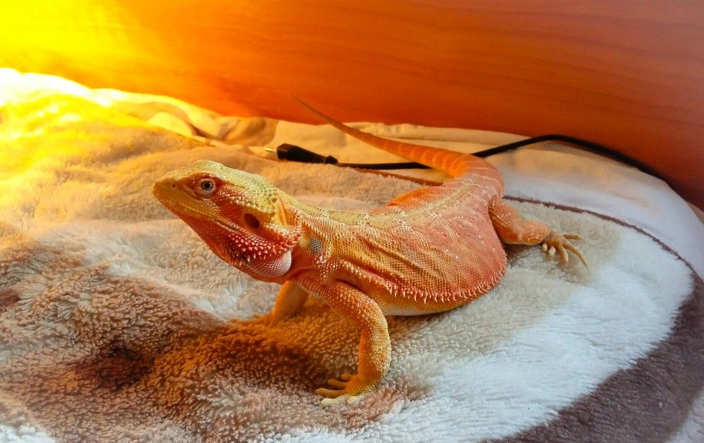 Pogona vitticeps