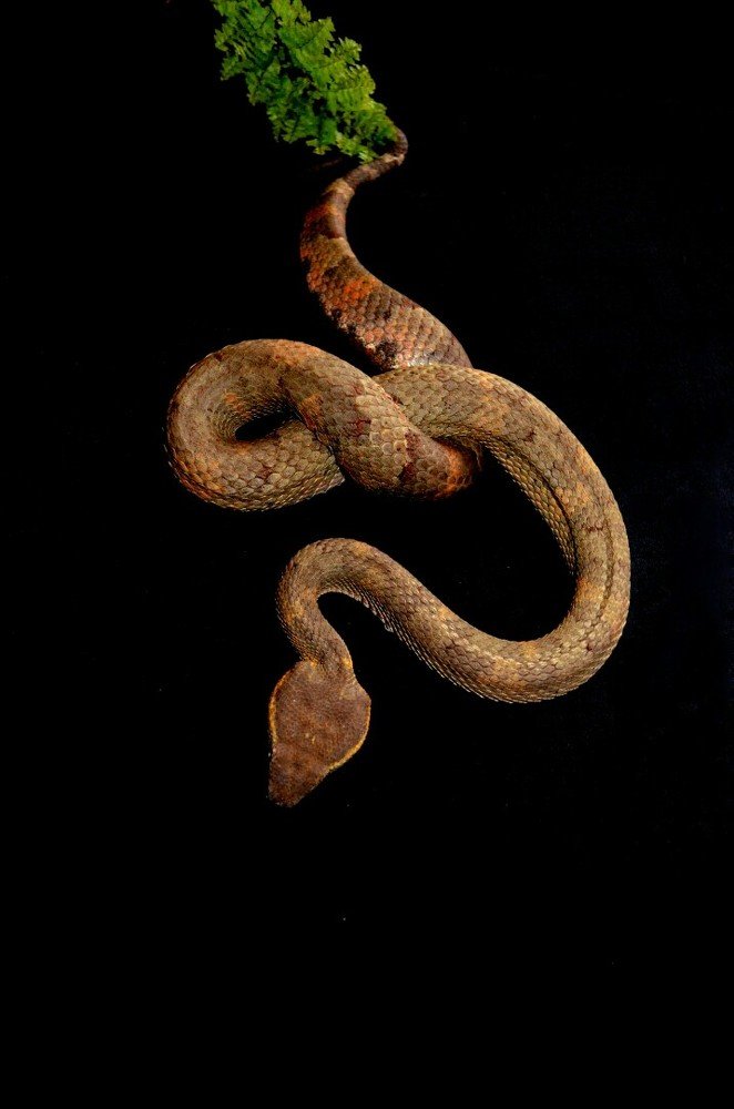 Trimeresurus puniceus