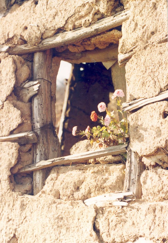Window into the world